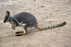 7 Day Adelaide to Kati Thanda-Lake Eyre Small Group Eco Safari - Zero Trace Tours