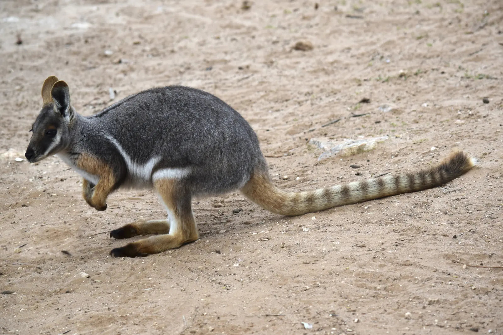 7 Day Adelaide to Kati Thanda-Lake Eyre Small Group Eco Safari - Zero Trace Tours